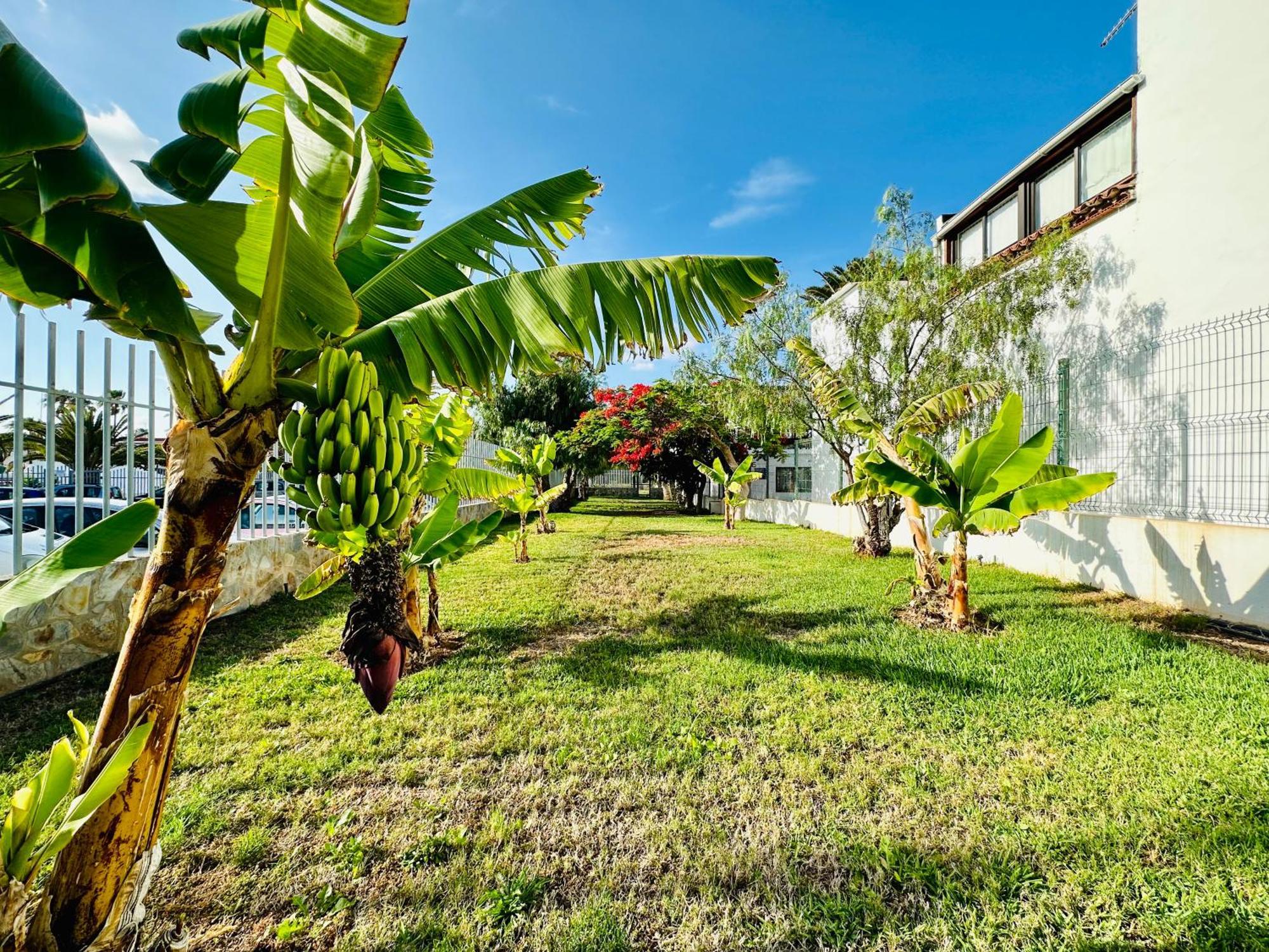 Quiet Chayofita Apartment Arona (Tenerife)